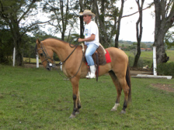Cavalo Campolina